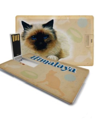 gato himalaio pen drive