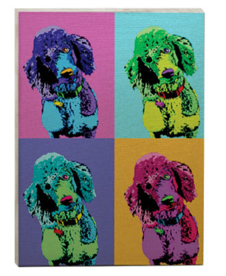 raça poodle quadro